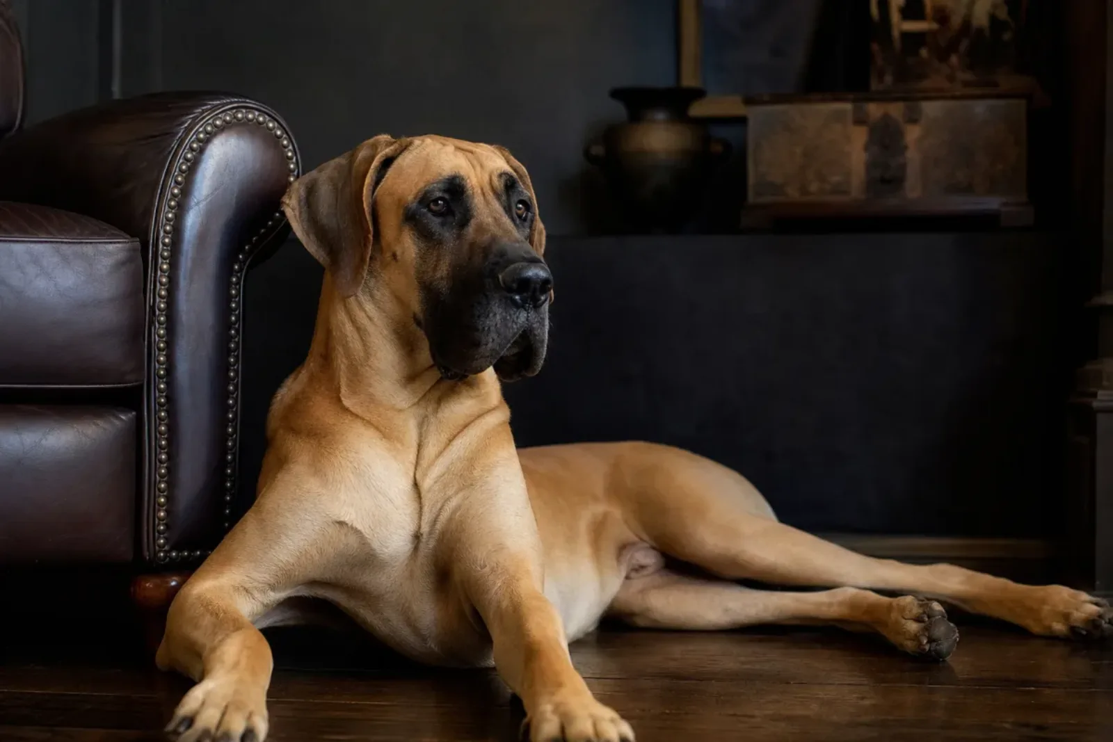 Dogue Allemand fauve, robe jaune or au masque noir