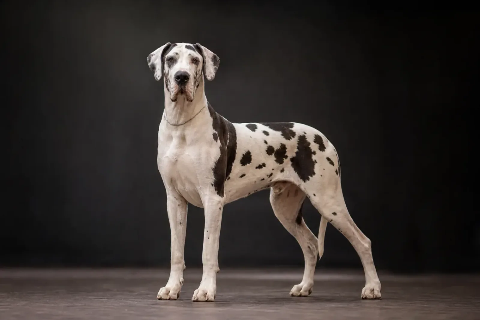 Dogue Allemand arlequin, fond blanc taché de noir de laque