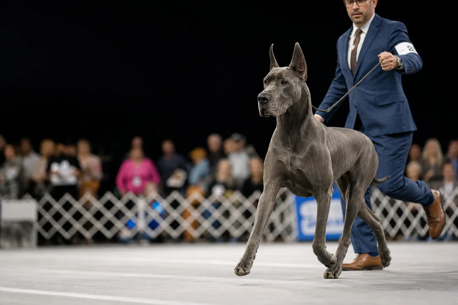 Dogue Allemand bleu mené en mouvement sur le ring par son présentateur