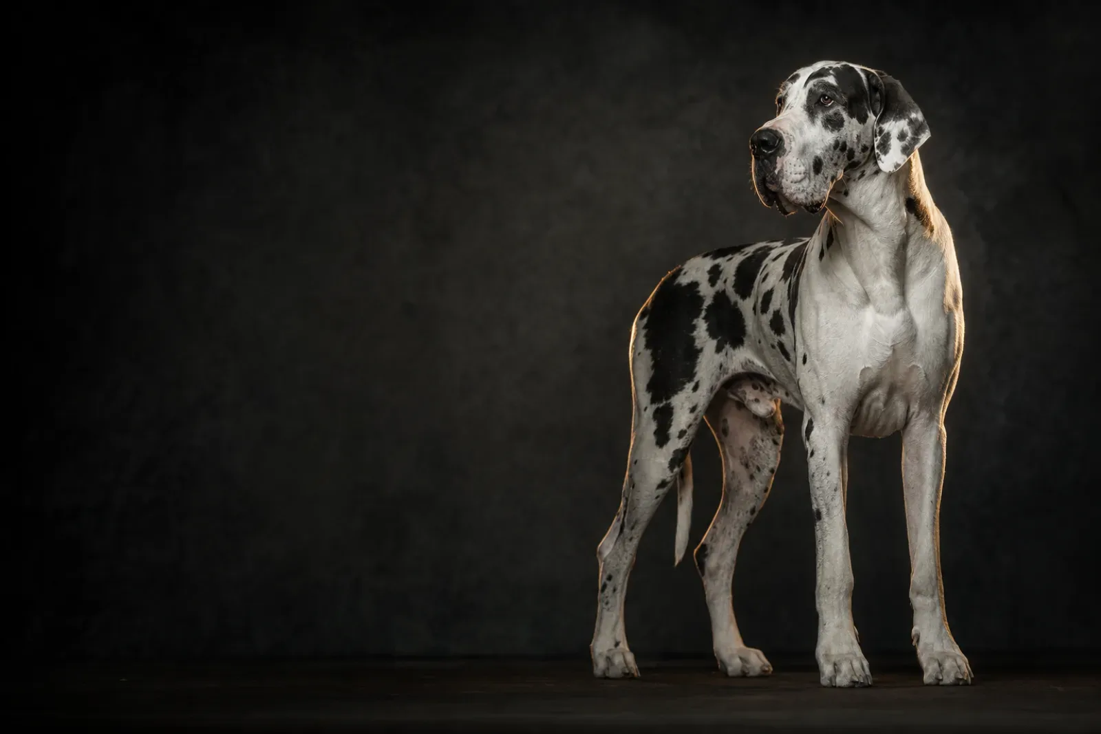 Dogue Allemand arlequin, robe blanche tachetée de noir, en pose noble sur fond sombre