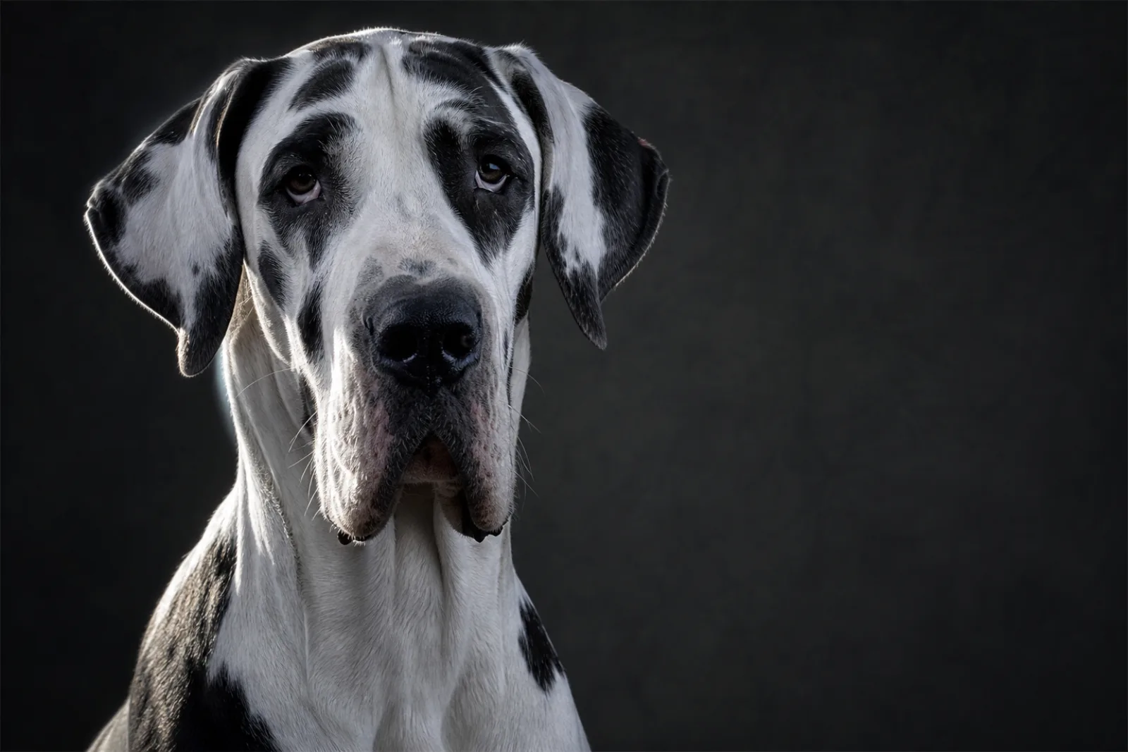 Portrait éditorial d'un Dogue Allemand arlequin