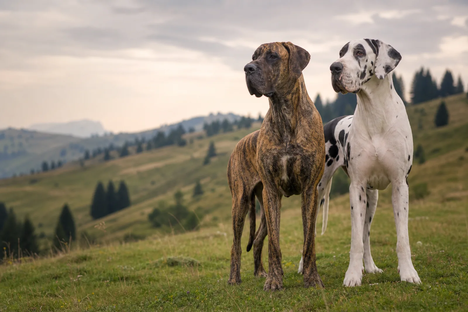 Dogue Allemand bringé et Dogue Allemand arlequin ensemble dans un paysage suisse