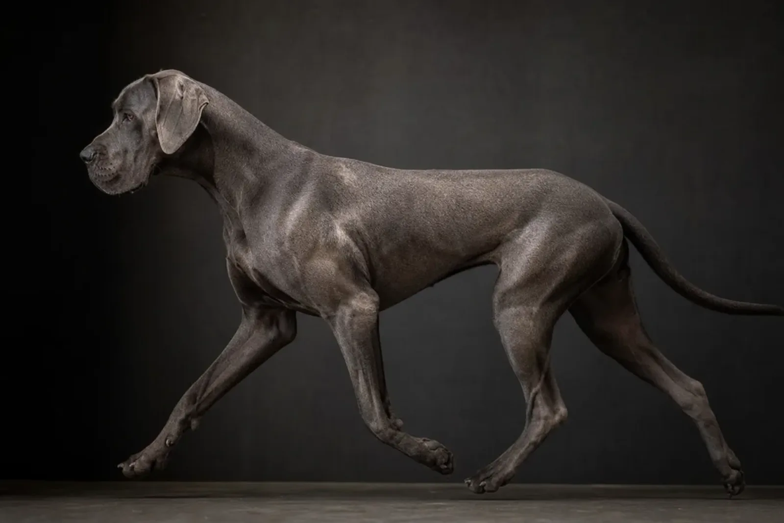 Dogue Allemand bleu acier au trot