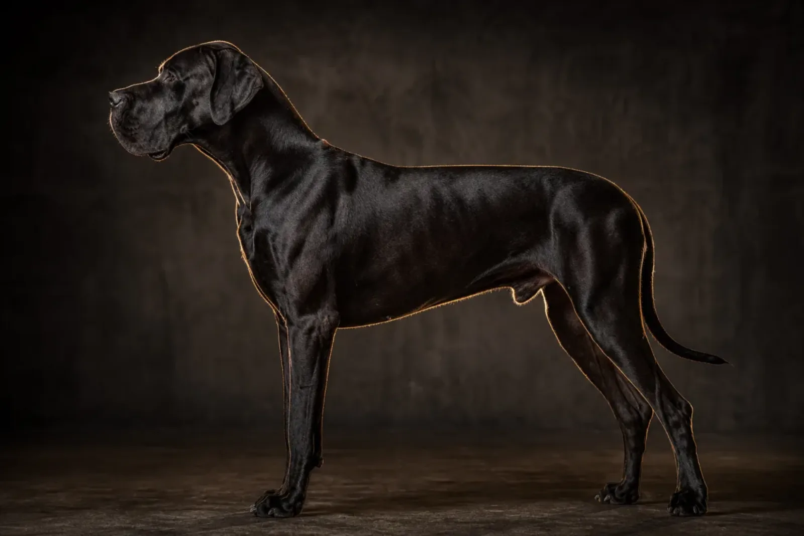 Dogue Allemand noir de laque, profond et lustré