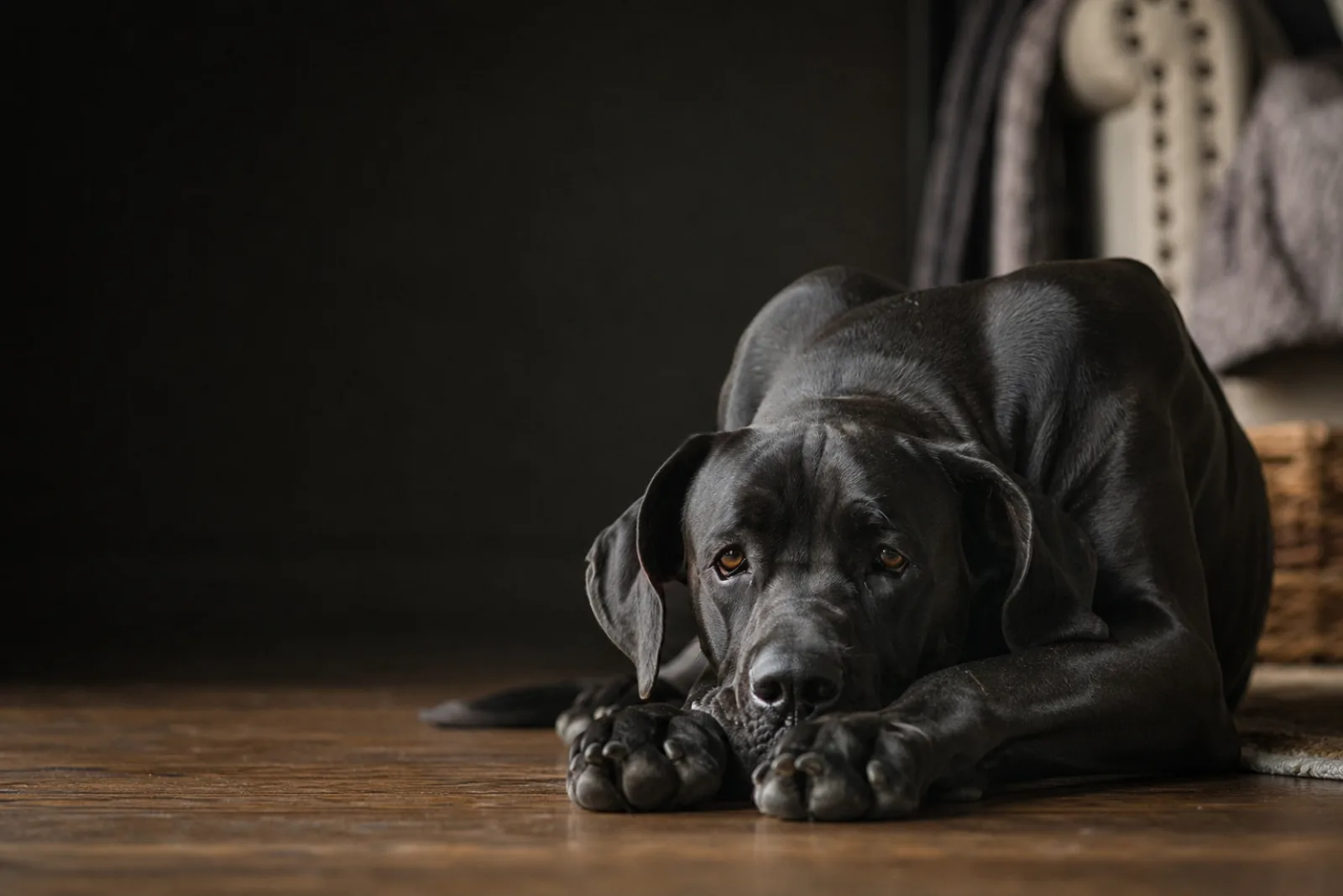 Dogue Allemand noir couché et calme après le repas